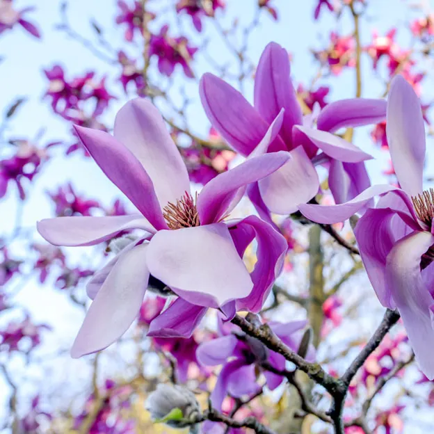 Magnolias In The Christchurch Botanical Gardens — photograph 9 of 17
