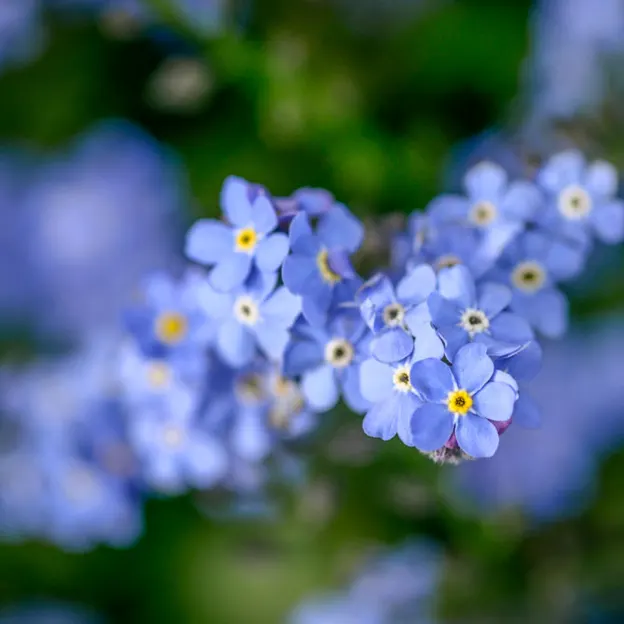 Springtime At The Christchurch Botanical Gardens — photograph 58 of 86