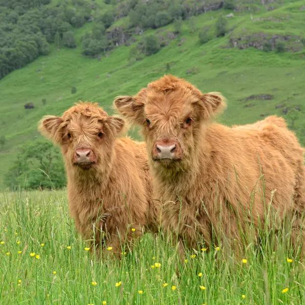 Scotlands Countryside 2012 — photograph 51 of 99
