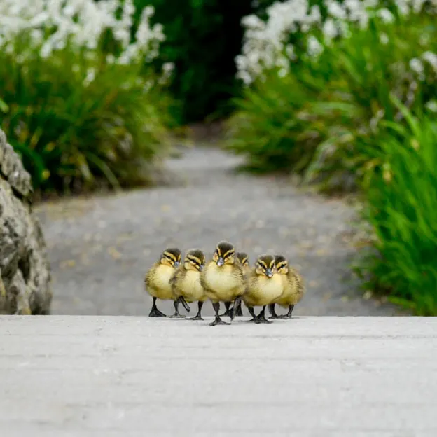 Ducklings Of The Christchurch Botanical Gardens — photograph 16 of 22