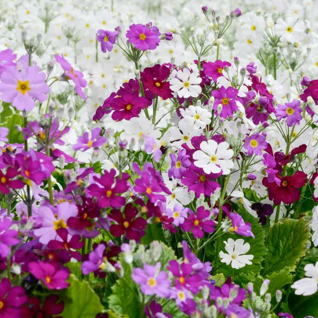 Springtime At The Christchurch Botanical Gardens — photograph 61 of 86