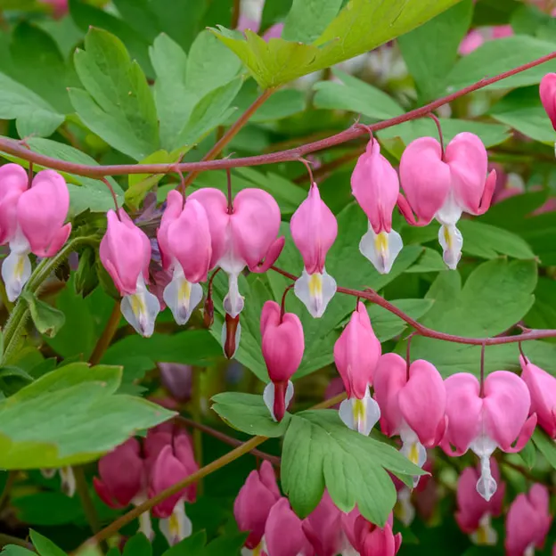 Springtime At The Christchurch Botanical Gardens — photograph 43 of 86