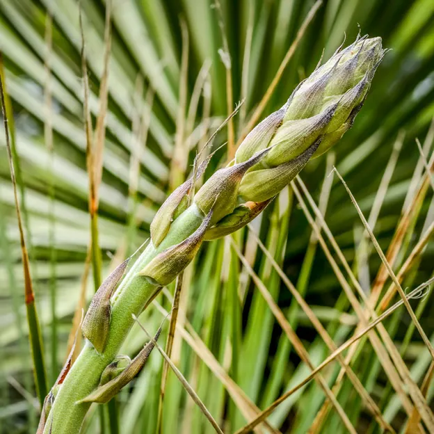 The NZ Garden At The Christchurch Botanical Gardens — photograph 46 of 52