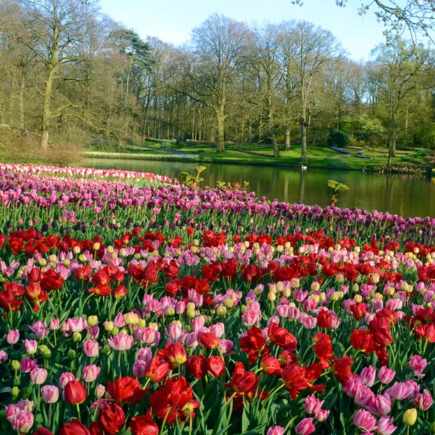 Keukenhof 2012 — photograph 23 of 33