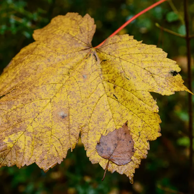 Hanmer Springs In Autumn — photograph 19 of 24