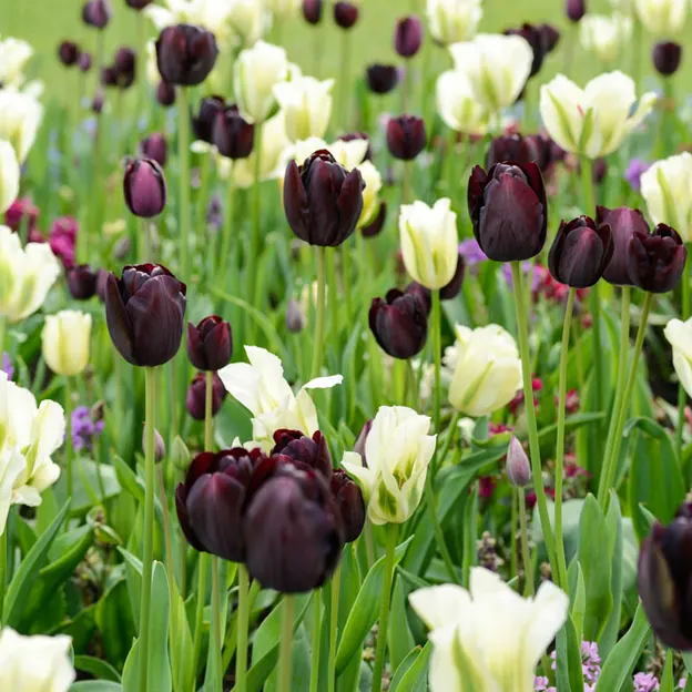 Springtime At The Christchurch Botanical Gardens — photograph 53 of 86