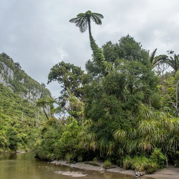8.1.2020 Punakaiki — photograph 66 of 99