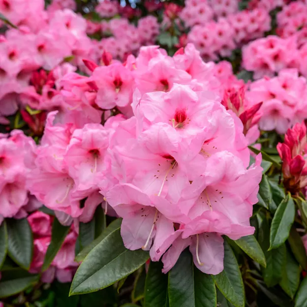 Springtime At The Christchurch Botanical Gardens — photograph 28 of 86