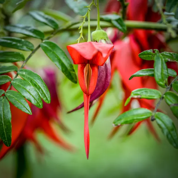 The NZ Garden At The Christchurch Botanical Gardens — photograph 27 of 52