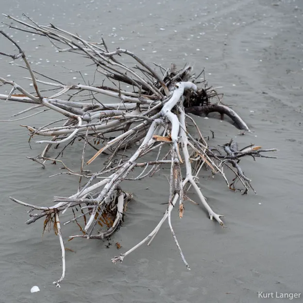 27.4.2020 Southshore Spit — photograph 14 of 26