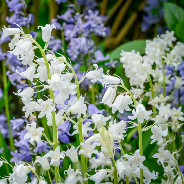 Springtime At The Christchurch Botanical Gardens — photograph 46 of 86
