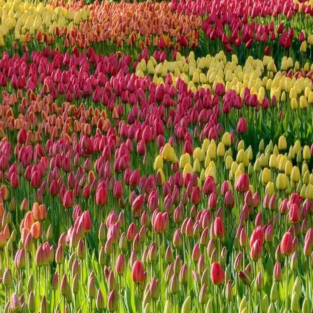 Keukenhof 2012 — photograph 20 of 33