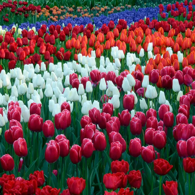 Keukenhof 2012 — photograph 26 of 33
