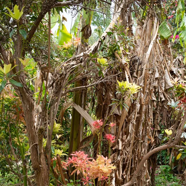 Little River Open Garden Day 27.10.2019 — photograph 45 of 113