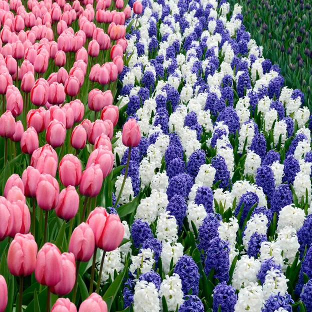 Keukenhof 2012 — photograph 9 of 33