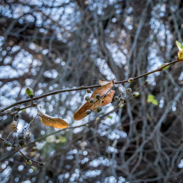 Springtime At The Christchurch Botanical Gardens — photograph 73 of 86