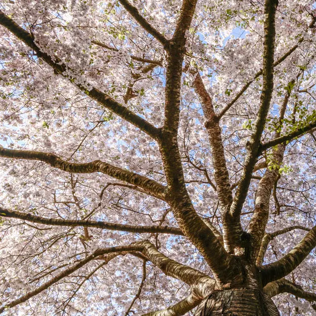 Blossoms At The Christchurch Botanical Gardens — photograph 10 of 22