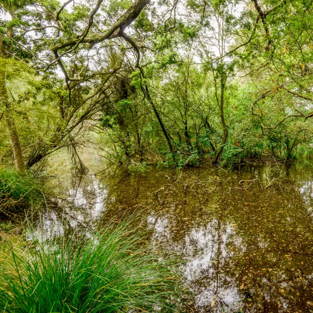 The NZ Garden At The Christchurch Botanical Gardens — photograph 29 of 52