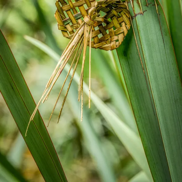 The NZ Garden At The Christchurch Botanical Gardens — photograph 24 of 52