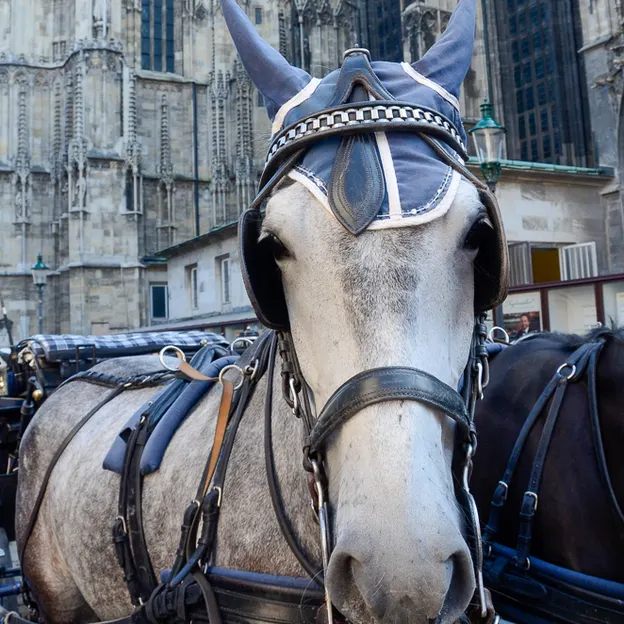 Vienna 2012 — photograph 24 of 33