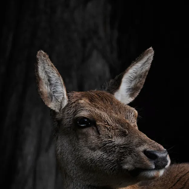 Animals — photograph 18 of 83