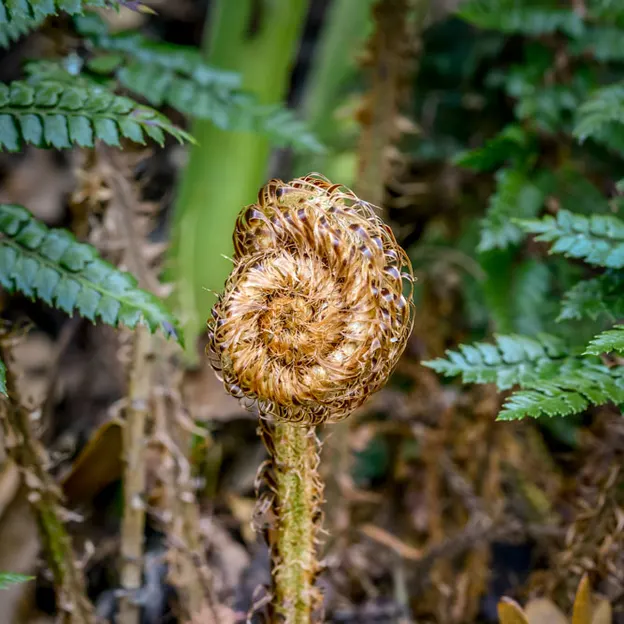 The NZ Garden At The Christchurch Botanical Gardens — photograph 41 of 52