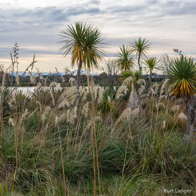 7.5.2020 Travis Wetland — photograph 9 of 27