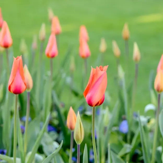 Springtime At The Christchurch Botanical Gardens — photograph 25 of 86