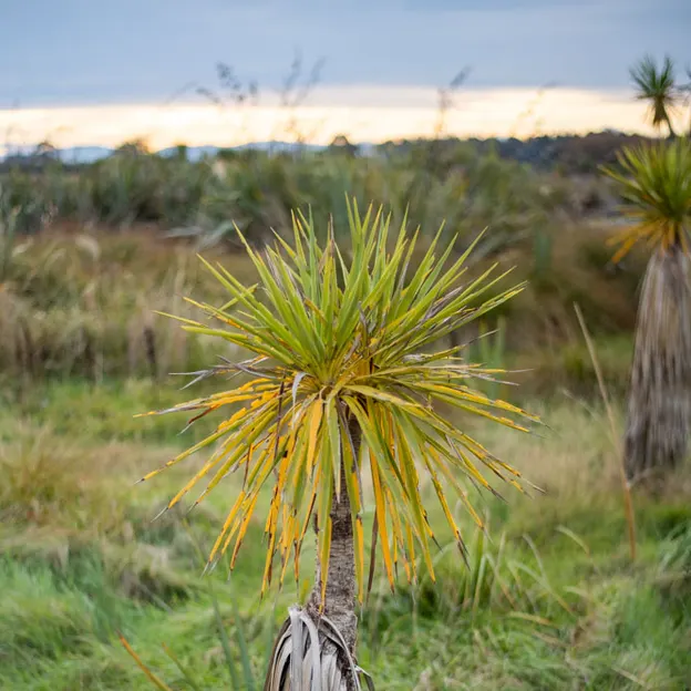 7.5.2020 Travis Wetland — photograph 10 of 27