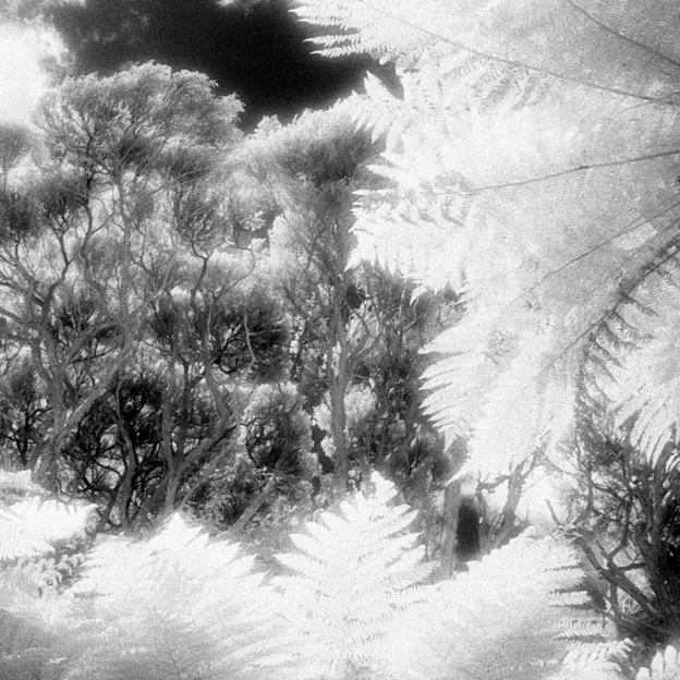 2001 Negative Film Scans — photograph 11 of 32