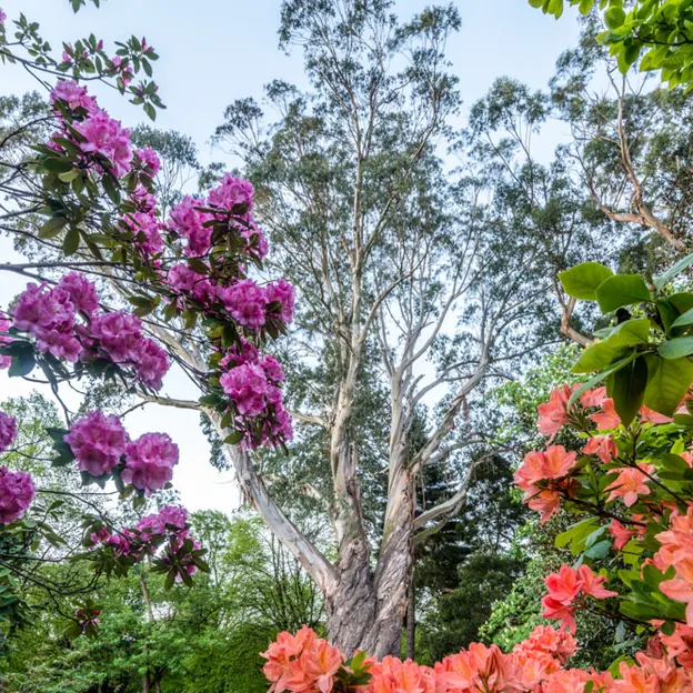 Springtime At The Christchurch Botanical Gardens — photograph 80 of 86