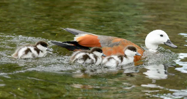 Ducklings Of The Christchurch Botanical Gardens — photograph 10 of 22