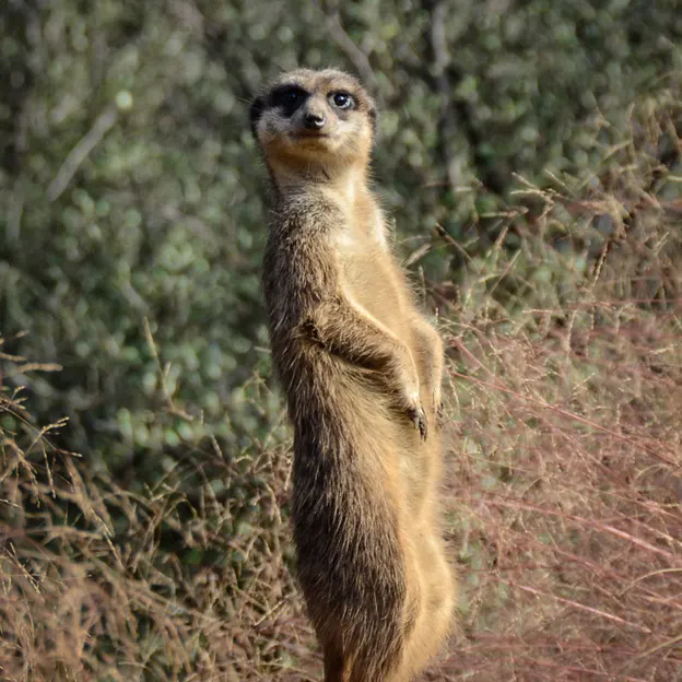 Animals — photograph 81 of 83