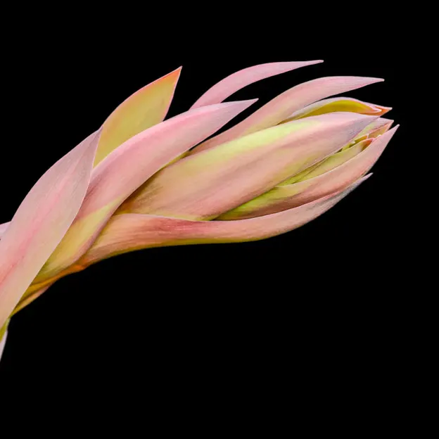 Springtime At The Christchurch Botanical Gardens — photograph 64 of 86