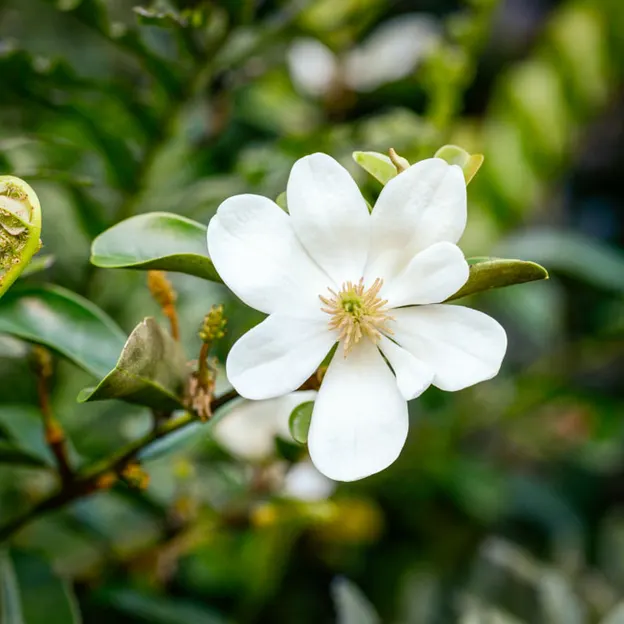 Springtime At The Christchurch Botanical Gardens — photograph 76 of 86