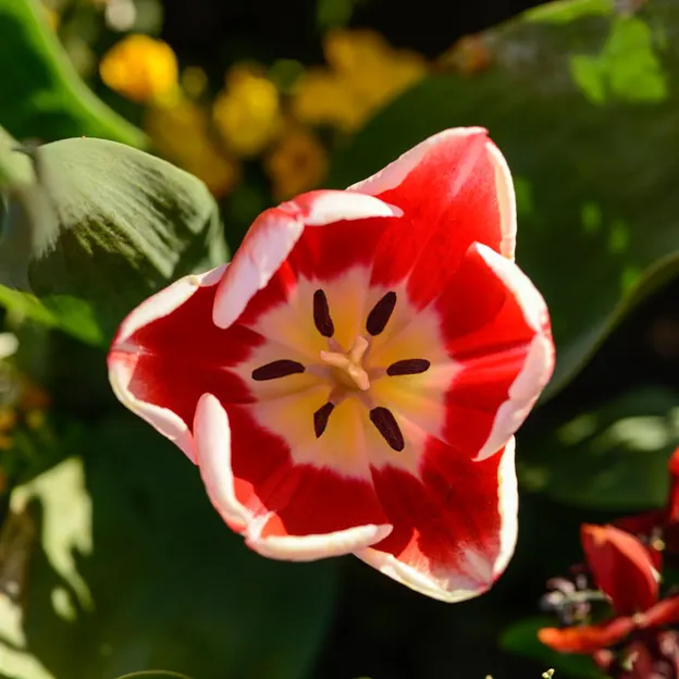 Springtime At The Christchurch Botanical Gardens — photograph 18 of 86