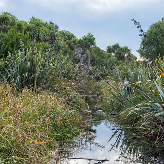 7.5.2020 Travis Wetland — photograph 15 of 27