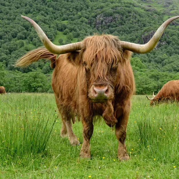 Scotlands Countryside 2012 — photograph 53 of 99
