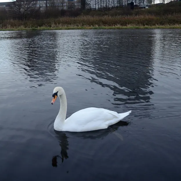 Glasgow 2012 — photograph 17 of 228