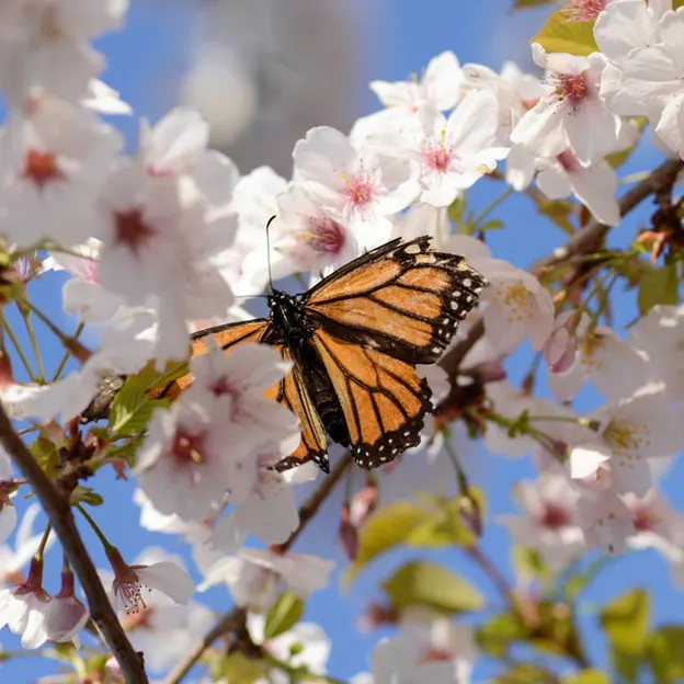 Blossoms At The Christchurch Botanical Gardens — photograph 13 of 22
