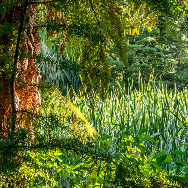 The NZ Garden At The Christchurch Botanical Gardens — photograph 51 of 52