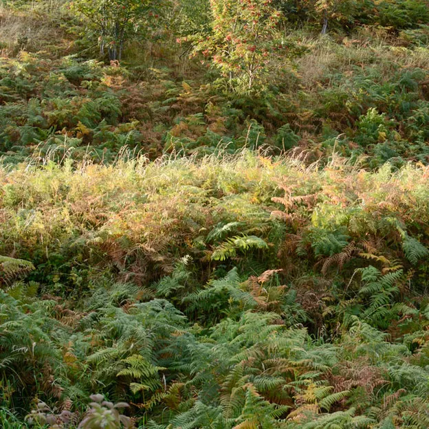 Natural Abstracts — photograph 14 of 16
