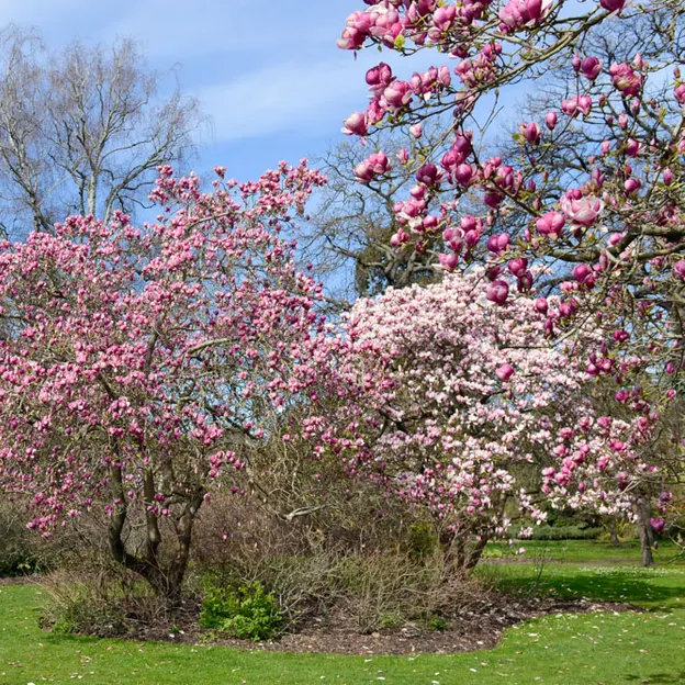 Magnolias In The Christchurch Botanical Gardens — photograph 13 of 17