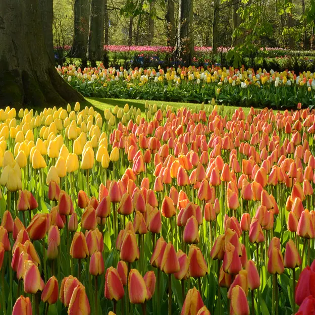 Keukenhof 2012 — photograph 22 of 33