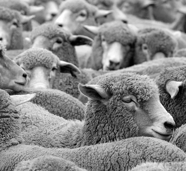 Animals — photograph 41 of 83