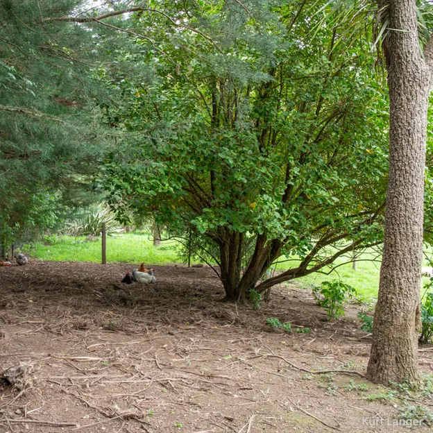Little River Open Garden Day 27.10.2019 — photograph 12 of 113