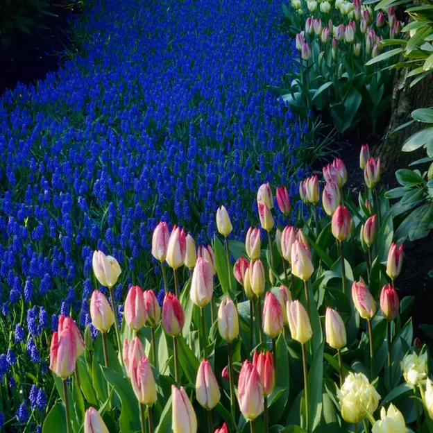 Keukenhof 2012 — photograph 28 of 33
