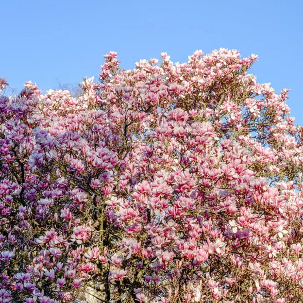 Magnolias In The Christchurch Botanical Gardens — photograph 17 of 17