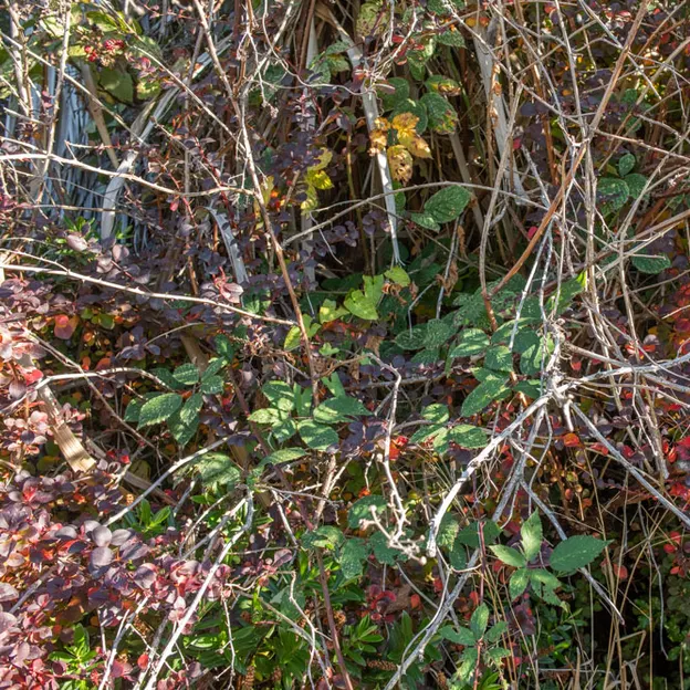 28.4.2020 7 Oaks — photograph 40 of 56