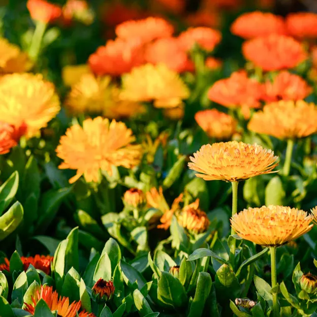 Springtime At The Christchurch Botanical Gardens — photograph 38 of 86